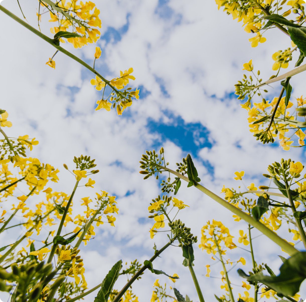 Clinical Case Management