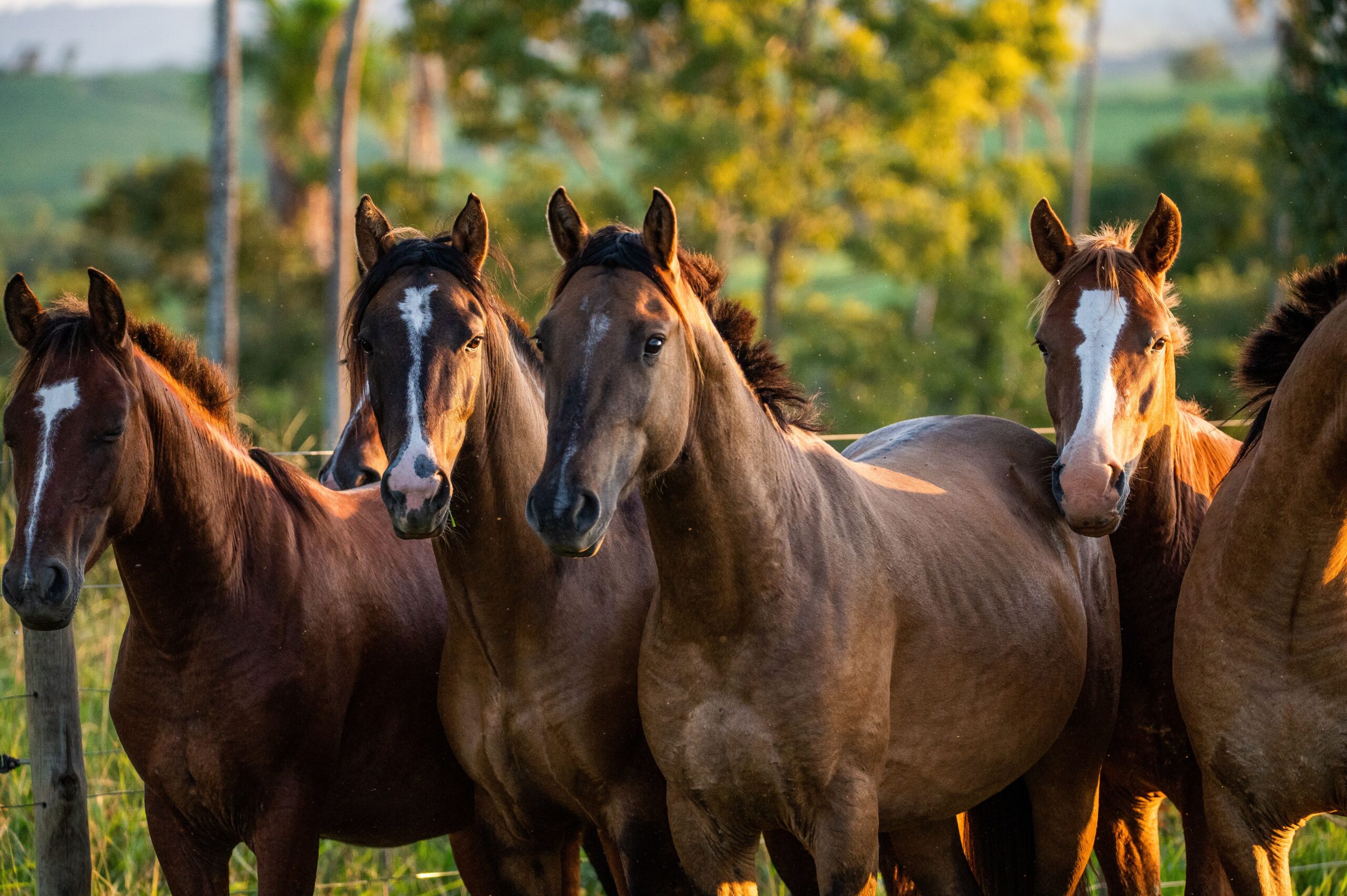 Equine Therapy in Los Angeles