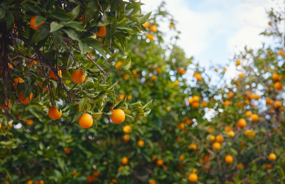 orange trees in california